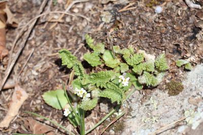 Woodsia ilvensis, photographed by Henry "Nick" Robertson