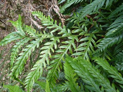 Pteris berteroana, photographed by Patricio Novoa