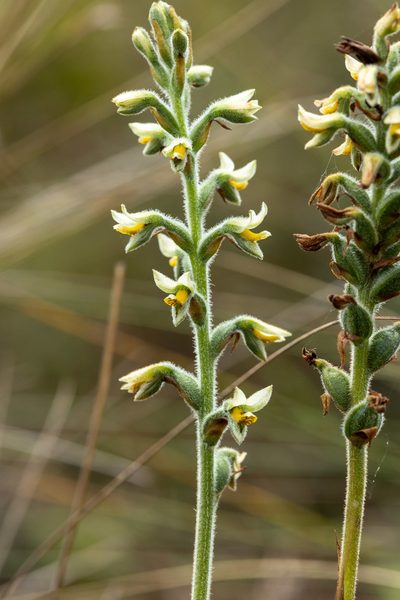Gomphichis macbridei, photographed by Thibaud Aronson