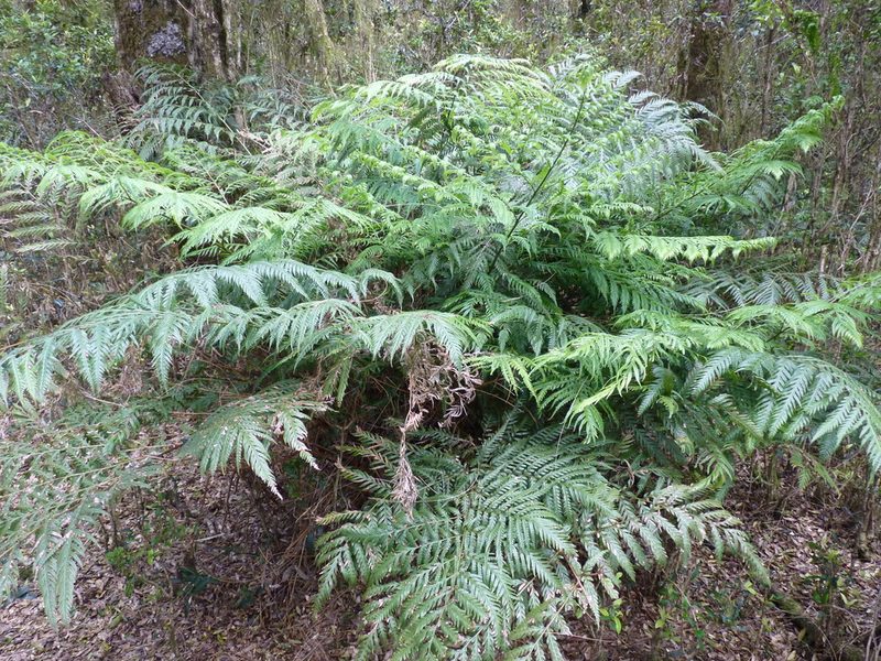 Pteris berteroana, photographed by Patricio Novoa