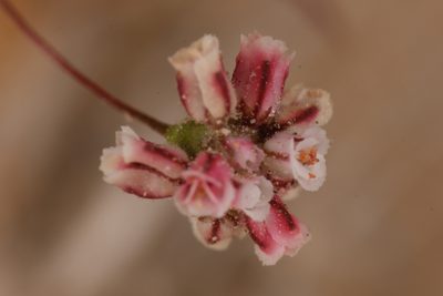 Eriogonum gracillimum, photographed by Trevor Van Loon