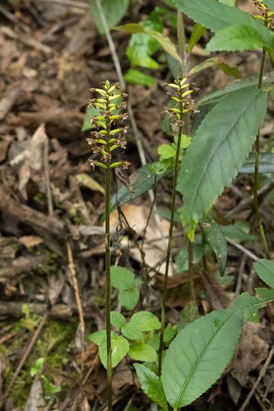 Cranichis ciliata, photographed by Thibaud Aronson