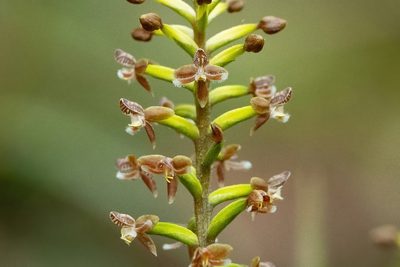 Cranichis ciliata, photographed by Thibaud Aronson