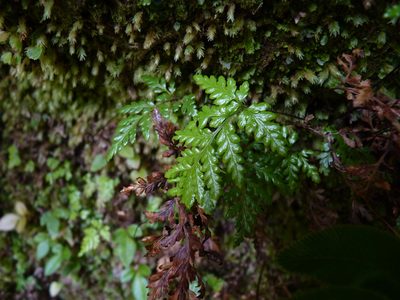 Rumohra berteroana, photographed by Patricio Novoa