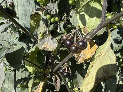 Solanum nigrum, photographed by David Orlovich