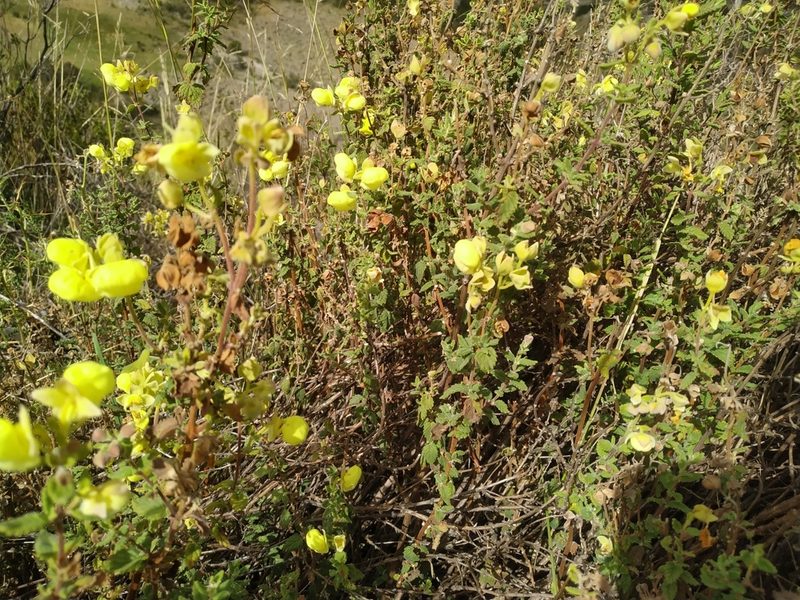 Calceolaria parvifolia, photographed by Mariela Nicole Crespo Carrazana