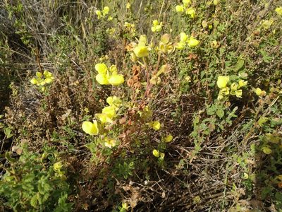 Calceolaria parvifolia, photographed by Mariela Nicole Crespo Carrazana