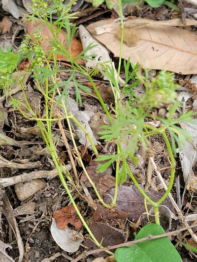 Ammoselinum butleri, photographed by johnyochum