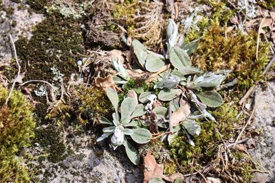 Antennaria parlinii, photographed by Henry "Nick" Robertson