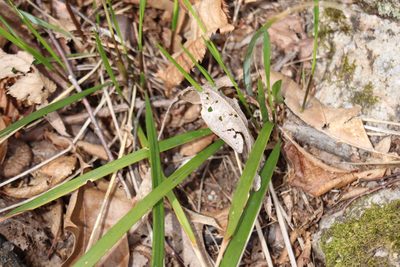 Oryzopsis asperifolia, photographed by Henry "Nick" Robertson