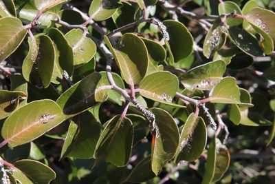 Rhus ovata, photographed by Millie Basden