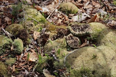 Leucobryum glaucum, photographed by Henry "Nick" Robertson