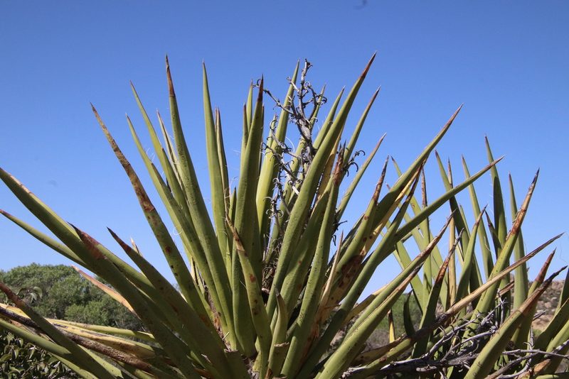 Yucca schidigera, photographed by Millie Basden