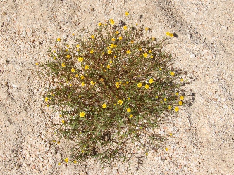 Lasthenia gracilis, photographed by Millie Basden