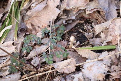 Thalictrum pubescens, photographed by Henry "Nick" Robertson