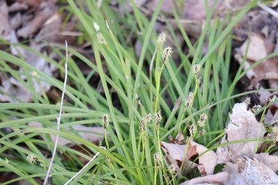 Carex pedunculata, photographed by Henry "Nick" Robertson