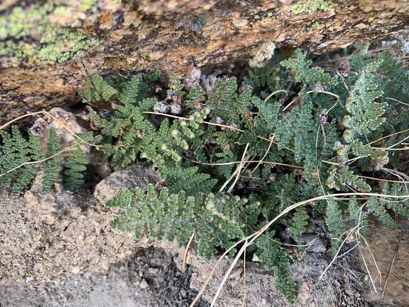 Myriopteris covillei, photographed by Jacob Malcom