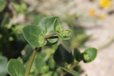 Mirabilis laevis, photographed by Millie Basden