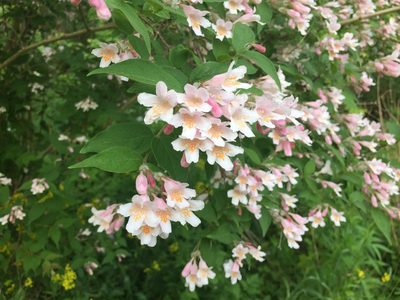 Linnaea amabilis, photographed by Reuven Martin