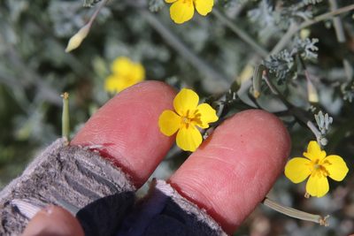 Eschscholzia minutiflora, photographed by Millie Basden