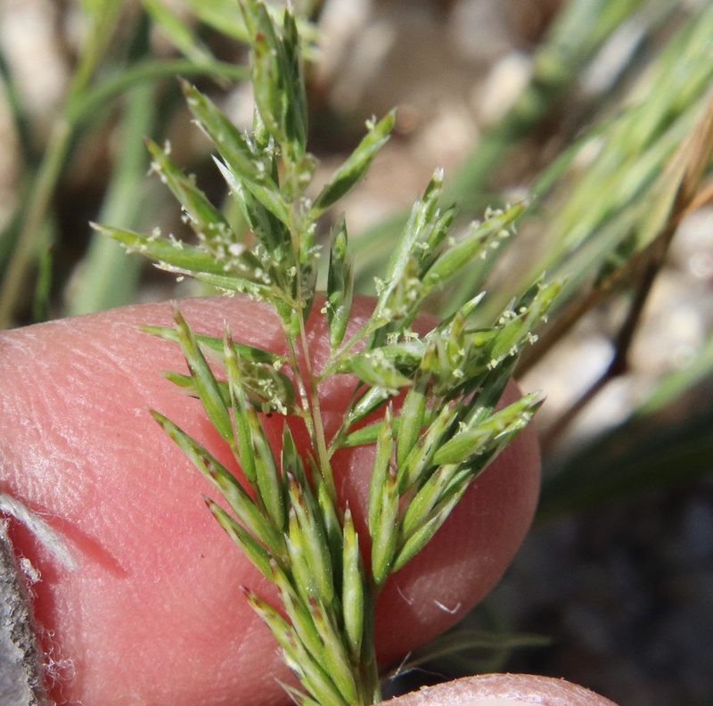 Schismus barbatus, photographed by Millie Basden