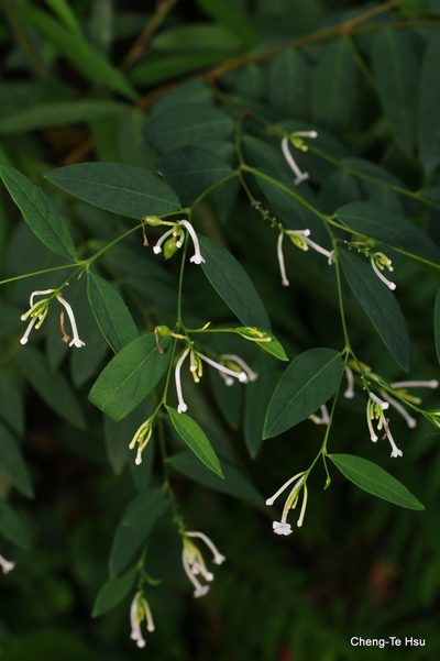 Wikstroemia mononectaria, photographed by Cheng-Te Hsu