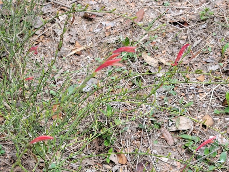 Dicliptera sexangularis, photographed by johnyochum