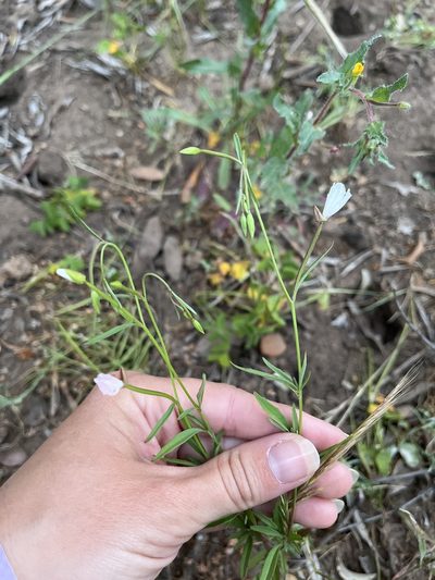 Clarkia similis, photographed by Rachel Allingham