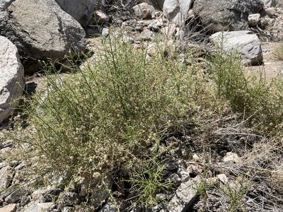 Ambrosia salsola, photographed by Bobby McCabe