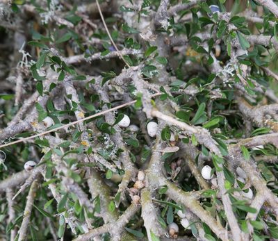 Melicytus alpinus, photographed by Alice Shanks