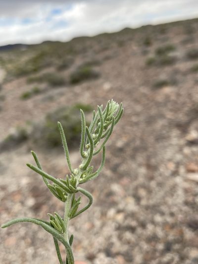 Neokochia americana, photographed by Matt Berger