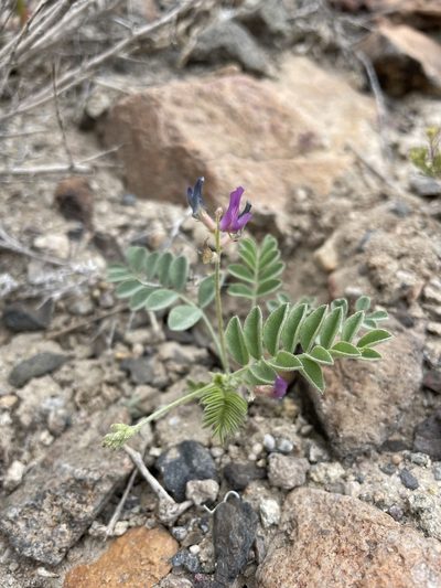 Astragalus sabulonum, photographed by Matt Berger