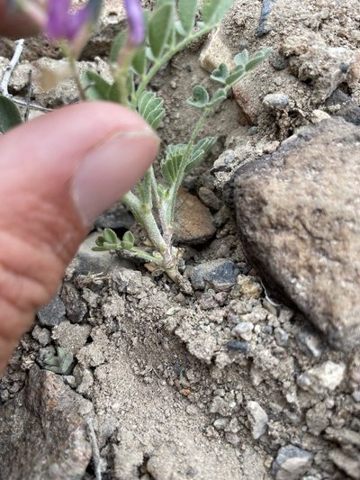 Astragalus sabulonum, photographed by Matt Berger