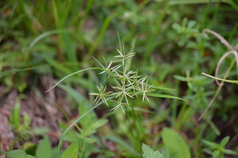 Cyperus sphacelatus, photographed by Josiah Londerée