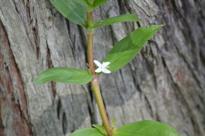 Diodia virginiana, photographed by Josiah Londerée