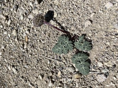 Cymopterus globosus, photographed by Matt Berger