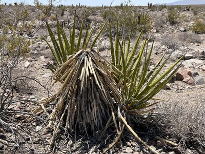 Yucca schidigera, photographed by Bobby McCabe