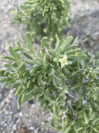 Lycium shockleyi, photographed by Matt Berger