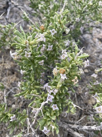 Lycium shockleyi, photographed by Matt Berger