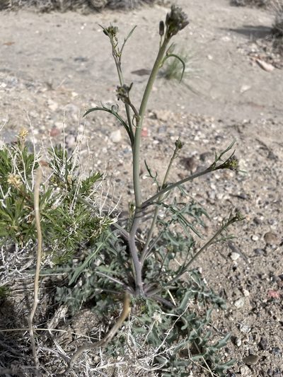 Streptanthus pilosus, photographed by Matt Berger