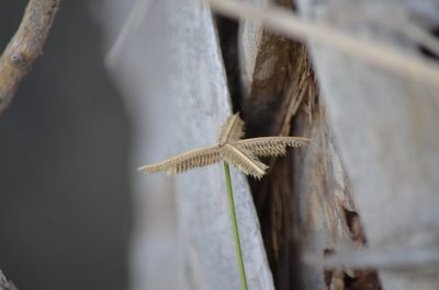 Dactyloctenium aegyptium, photographed by Josiah Londerée