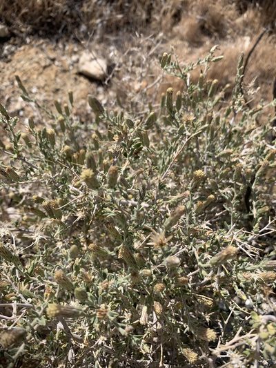 Brickellia frutescens, photographed by Jacob Malcom