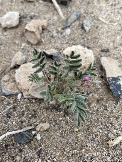 Astragalus sabulonum, photographed by Matt Berger