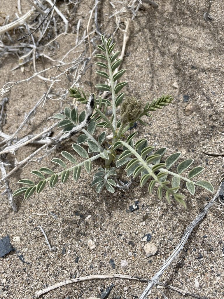 Peteria thompsoniae, photographed by Matt Berger
