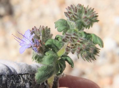 Phacelia distans, photographed by Millie Basden