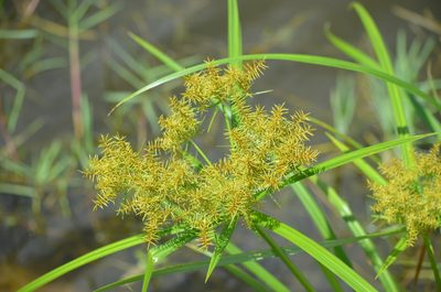 Cyperus odoratus, photographed by Josiah Londerée