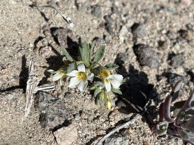 Linanthus campanulatus, photographed by Matt Berger