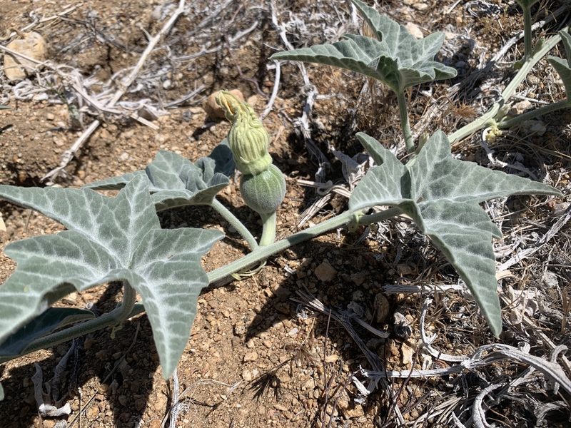 Cucurbita palmata, photographed by Jacob Malcom