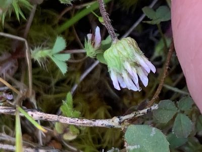 Trifolium microdon, photographed by Spencer Quayle