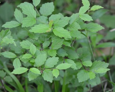 Viburnum scabrellum, photographed by Amber M. King